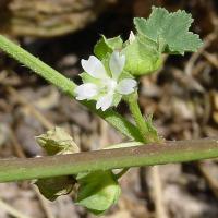 Malva parviflora