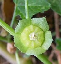 Malva parviflora