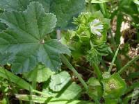 Malva parviflora