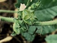 Malva nicaeensis