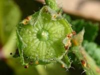 Malva nicaeensis