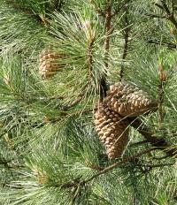 Pinus pinaster