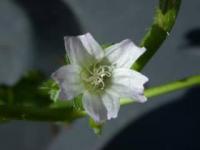 Malva nicaeensis