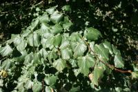 Tilia platyphyllos