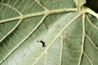 Tilia platyphyllos