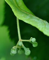 Tilia platyphyllos