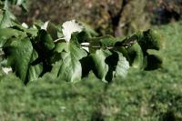 Tilia tomentosa