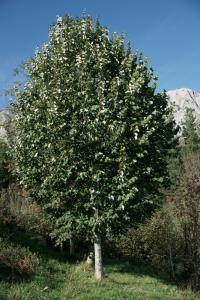 Tilia tomentosa