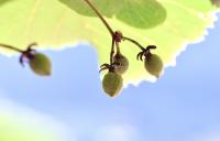 Tilia tomentosa