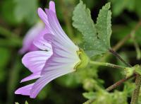 Lavatera trimestris