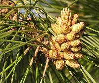 Pinus pinaster