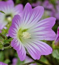 Lavatera trimestris