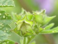 Lavatera trimestris