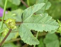 Lavatera trimestris