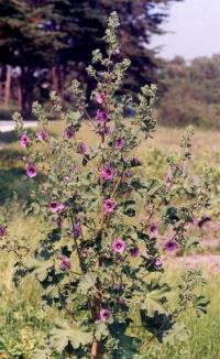 Lavatera arborea