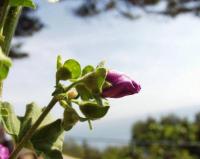 Lavatera arborea