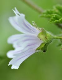 Lavatera cretica