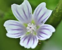 Lavatera cretica