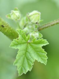 Lavatera cretica