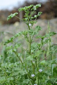 Lavatera cretica