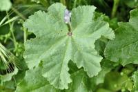 Lavatera cretica