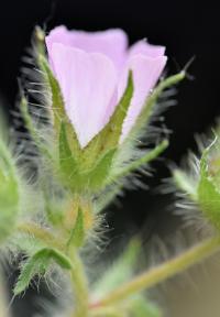 Althaea hirsuta