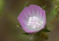 Althaea hirsuta