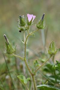 Althaea hirsuta