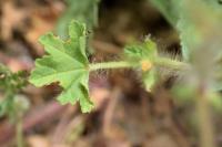 Althaea hirsuta