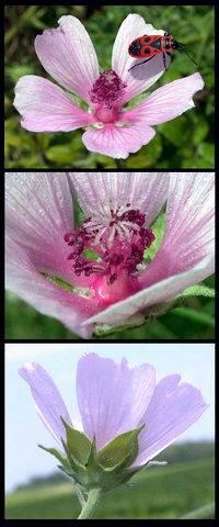 Althaea cannabina