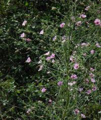 Althaea cannabina