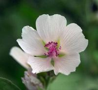 Althaea officinalis