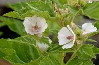 Althaea officinalis