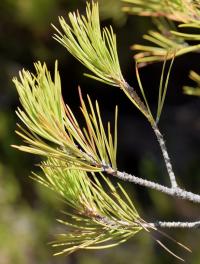 Pinus pinea