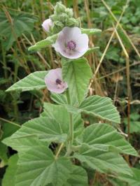 Althaea officinalis