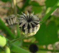 Abutilon theophrasti