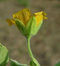 Abutilon theophrasti