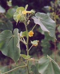 Abutilon theophrasti