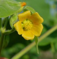 Abutilon theophrasti