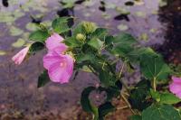 Hibiscus palustris