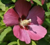 Hibiscus syriacus