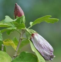 Hibiscus syriacus