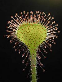 Drosera rotundifolia