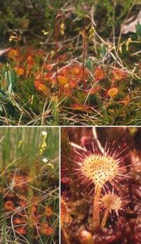 Drosera rotundifolia