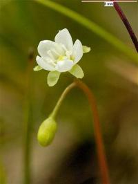 Drosera rotundifolia