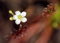 Drosera intermedia