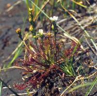 Drosera intermedia