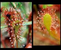 Drosera intermedia