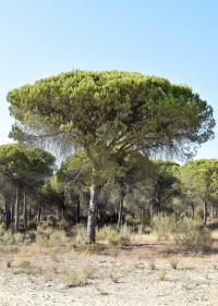 Pinus pinea