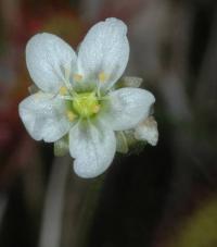 Drosera longifolia